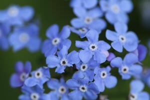 glömma mig inte blommor en ömtålig blå blomma foto