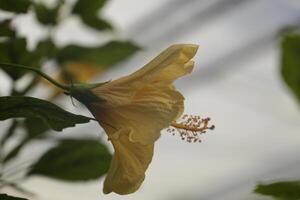 gul röd hibiskus blomma foto