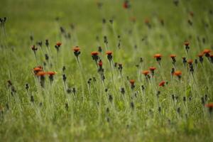 fält orange hawkweed blommor foto