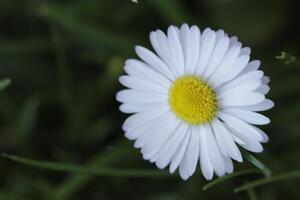 stänga upp av daisy blommor foto