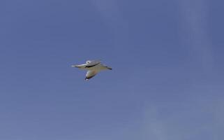 flygande fiskmås i de blå himmel foto