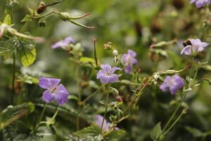 blå Mars violett foto