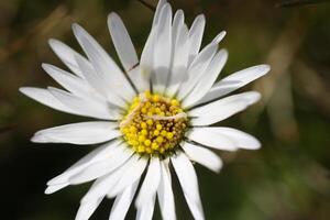 stänga upp av daisy blommor foto