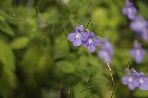 blå Mars violett foto