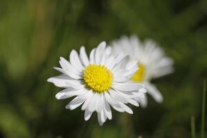 stänga upp av daisy blommor foto