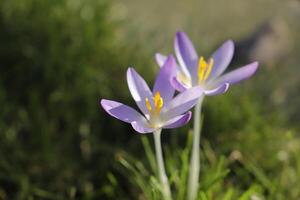 botanisk lila krokusar foto