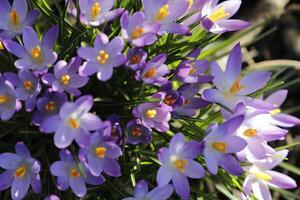 blå lila krokus. de krokus ett av de först blommor till blomma efter de vinter- foto