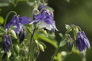 blå akleja blommor foto