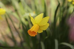 gul påsklilja i de trädgård foto