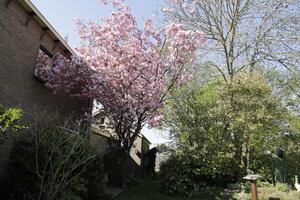 japanska körsbärsblomningsträd foto