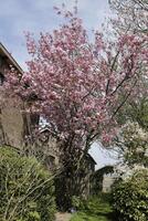 japanska körsbärsblomningsträd foto