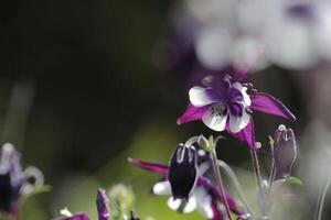 blå vit akleja blommor blomning i Maj. du kan hitta dem i många färger foto