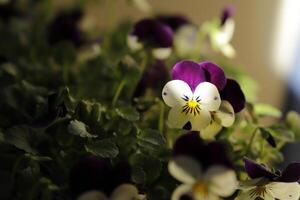 stänga upp av färgrik fikus blommor foto