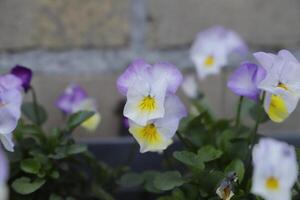 stänga upp av färgrik fikus blommor foto