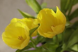 gul tulpaner skön vår blommor foto