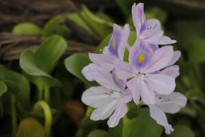 vatten hyacint med blå blommor foto