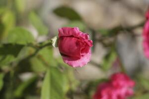 blomning röd reste sig buskar i de trädgård foto