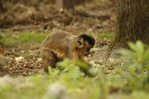 capuchin apa i en skog foto