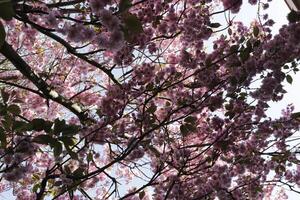 grenar av japansk körsbär blommar foto
