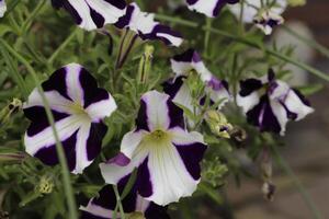 vit blå petunia blommor foto