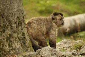 capuchin apa i en skog foto