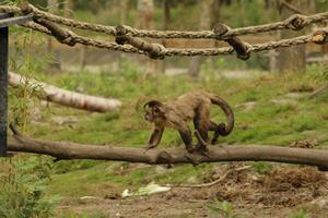 capuchin apa i en skog foto