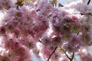 stänga upp av en gren av japansk körsbär blomma foto