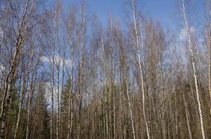 skön vår skog på blå himmel bakgrund foto