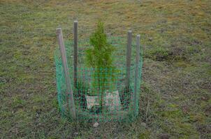 thuja plantor är planterade på de gräsmatta och täckt med en netto. hög kvalitet Foto