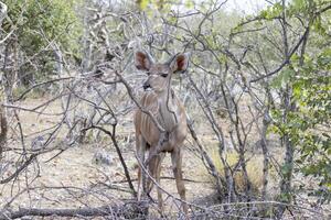 bild av en kudu i etosha nationell parkera i namibia foto