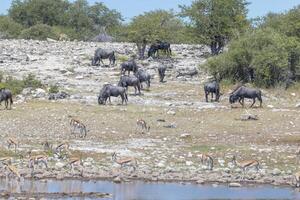 bild av annorlunda djur dricka på ett vattenhål i etosha nationell parkera i namibia foto