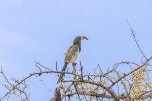 bild av ett monteirotoko fågel Sammanträde på en träd mot blå himmel i namibia foto