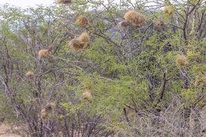 bild av några vackla fågel bo i en träd i namibia foto