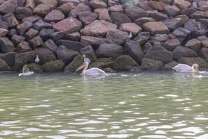 bild av en stor pelikan simning i de vatten nära walvis bukt i namibia foto