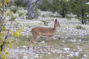 bild av en kudu i etosha nationell parkera i namibia foto