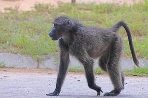 bild av en enda babian i ett öppen äng i namibia foto