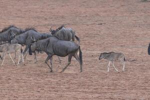 av en löpning besättning av buffel under de dag i etosha nationell parkera i namibia foto