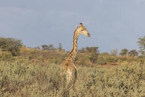 bild av en giraff i de namibisk savann under de dag foto