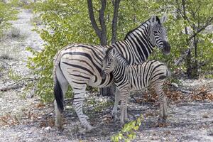 bild av en zebra mor och föl mellan buskar och träd i etosha nationell parkera foto