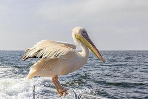 bild av en stor pelikan Sammanträde på en båt räcke nära walvis bukt i namibia under de dag foto