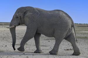 bild av ett elefant i etosha nationell parkera i namibia under de dag foto
