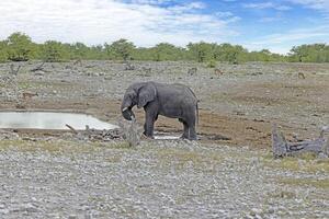 bild av ett elefant i etosha nationell parkera i namibia under de dag foto