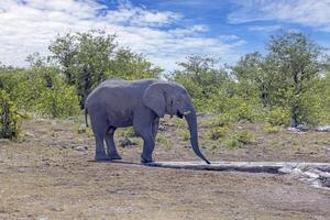 bild av ett elefant i etosha nationell parkera i namibia under de dag foto