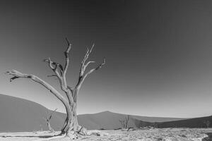 bw bild av en död- träd i de deadvlei i de namib öken- i de mjuk kväll ljus utan människor foto