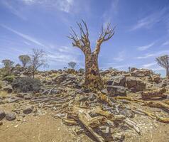 panorama- bild av en koger träd i de koger träd skog nära keetmanshoop i sydlig namibia foto