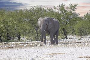 bild av ett elefant i etosha nationell parkera i namibia under de dag foto