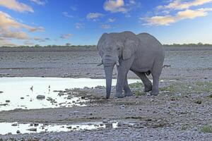 bild av ett elefant i etosha nationell parkera i namibia under de dag foto