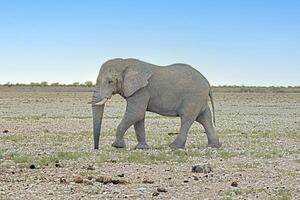 bild av ett elefant i etosha nationell parkera i namibia under de dag foto