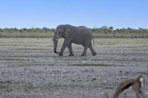 bild av ett elefant i etosha nationell parkera i namibia under de dag foto