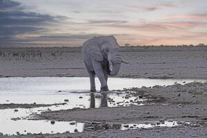 bild av ett dricka elefant på en vattenhål i etosha nationell parkera i namibia under de dag foto